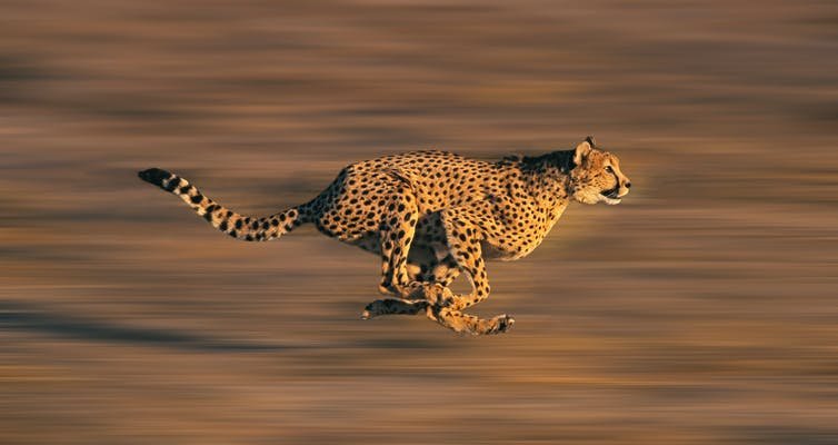 Not so fast: why India’s plan to reintroduce cheetahs may run into problems