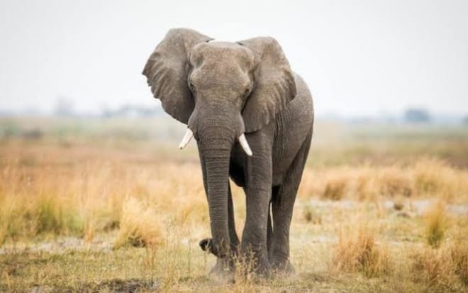 Uttarakhand: Train Collision Kills Tusker, Loco Pilot to Face Action Amid Wildlife Safety Concerns