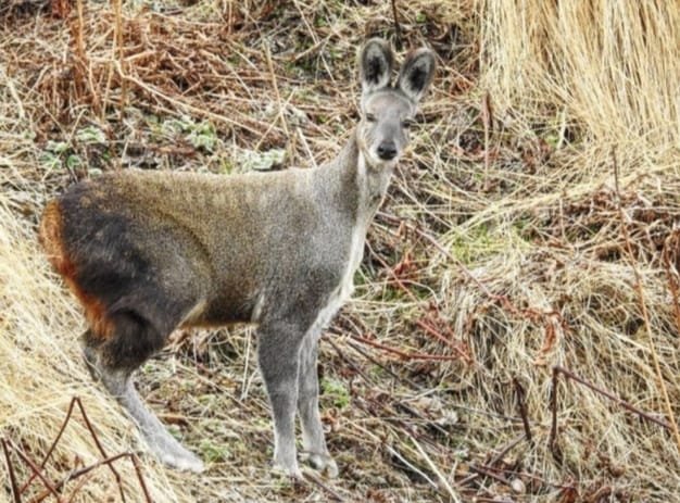 Good News: Himalayan musk deer seen in Uttarakhand (Video)