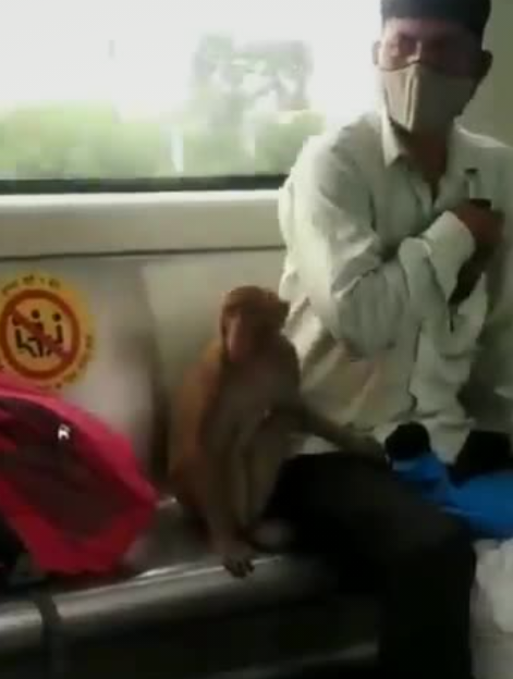 Viral Video Watch - Monkey takes Joyful ride in Delhi Metro
