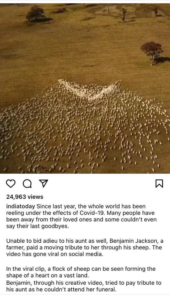 Australian farmer Ben Jackson draws heart with sheep in tribute to aunt 