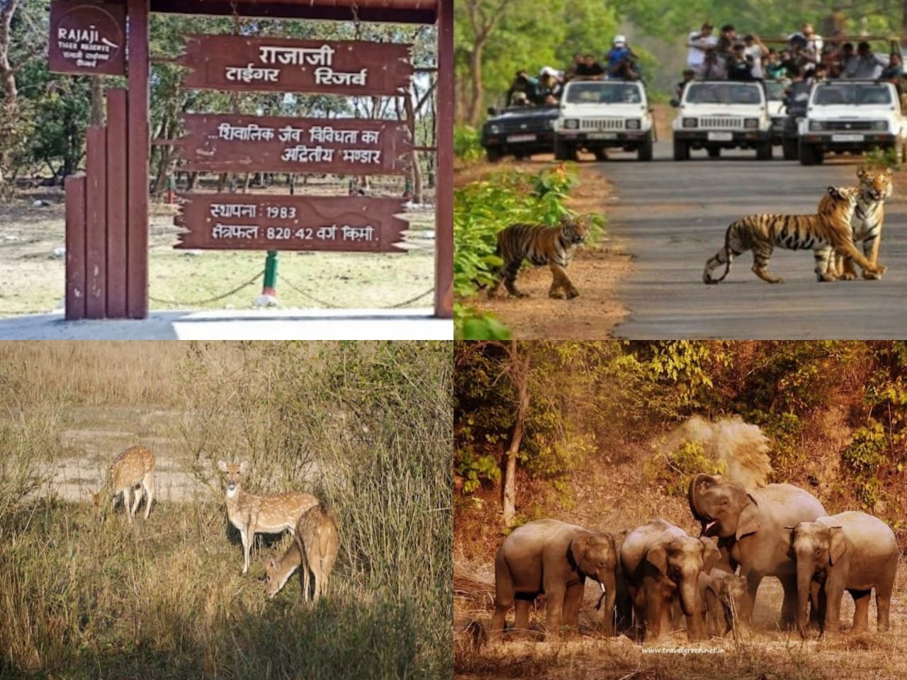 Uttarakhand’s Rajaji Tiger Reserve opens 
