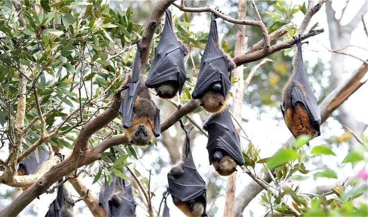 Nipah virus could it cause the next pandemic