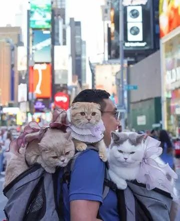 Viral News Internet in Awe at Cats Traveling the World With Owners