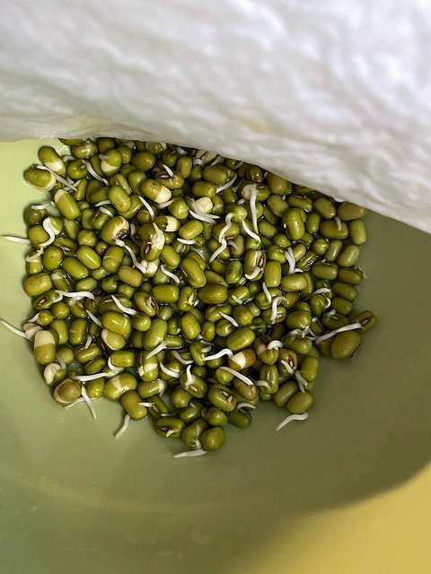 Bihar Focuses on Mung Bean Cultivation Jehanabad Targets Over 4700 MT Production