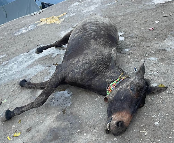 Mysterious Deaths of 14 Horses and Mules in Kedarnath Spark Concern, Central Team Investigates