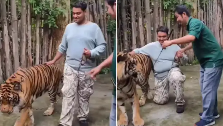 Tiger Selfie Turns Deadly: Viral Attack in Thailand