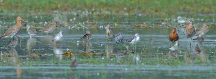 Jagatpur Lake: Bihar’s New Emerging Tourist Spot