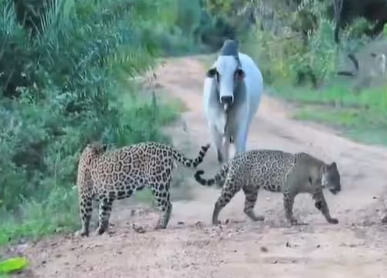 Wild Animal Video: Jaguar and Bull Collide in the Jungle – What Followed Was Unbelievable | Watch the Real Footage