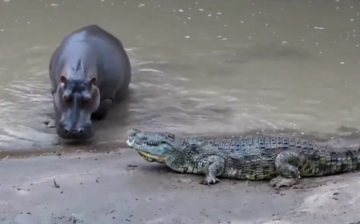 Viral Video: Crocodile Challenges Hippo, Instantly Regrets It!