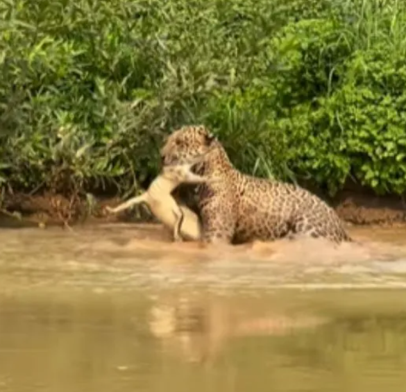 Crocodile Was Busy Eating Fish, But What the Jaguar Did Next Will Shock You!