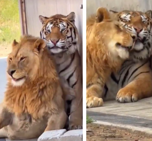Viral Video: Two Jungle Predators Turn Best Friends, Netizens Call It a Nature’s Miracle!