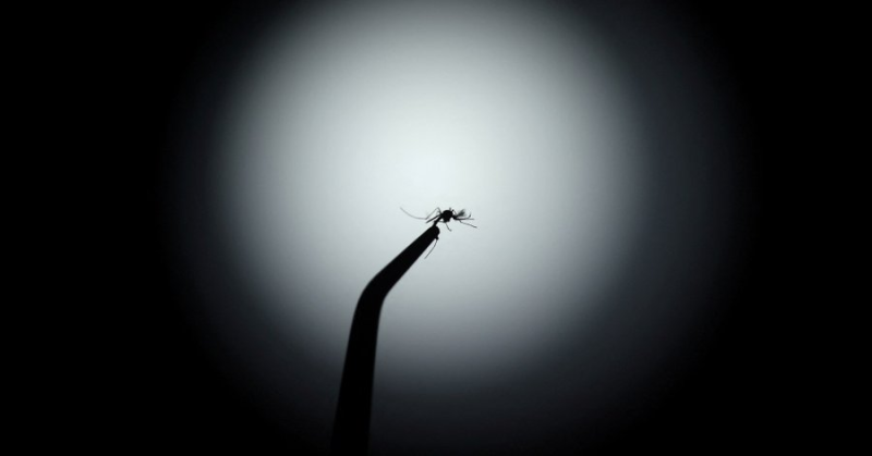 Dengue in Patna: 624 Cases, 8 Wards Hotspot, 375 Teams Deployed