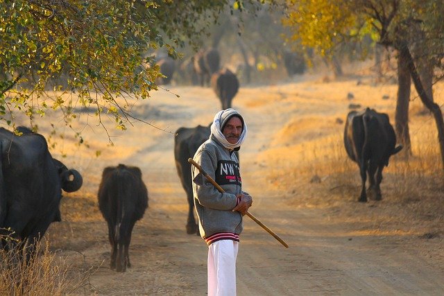 Bihar Cold and Fog Alert in 17 Districts