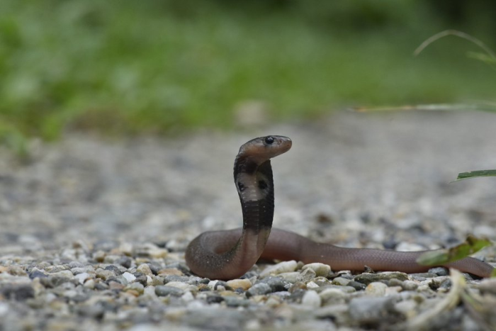 Cobra Worship in Bihar: Faith or Natural Behavior?