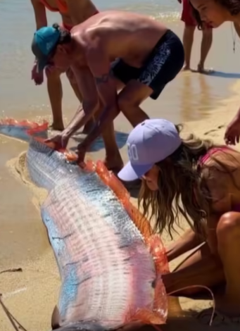 VIDEO: Rare Doomsday Fish दिखते ही लोग हैरान, मैक्सिको तट का वीडियो वायरल