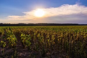 Bihar Weather Update Heatwave and Rain Alert
