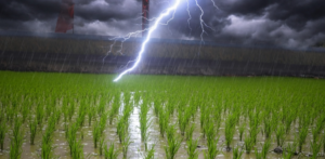 Banka Lightning Strike: 6 Dead During Paddy Plantation