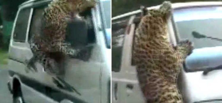 Assam- 13, including 3 forest staff injured in leopard attac