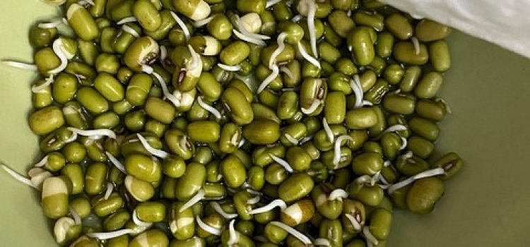 Bihar Focuses on Mung Bean Cultivation Jehanabad Targets Over 4700 MT Production