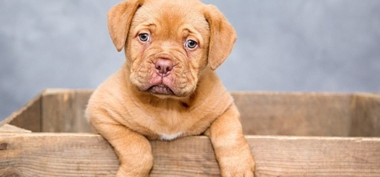 Bihar Issues Residence Certificate to 'Dog Babu' System Glitch or Misuse