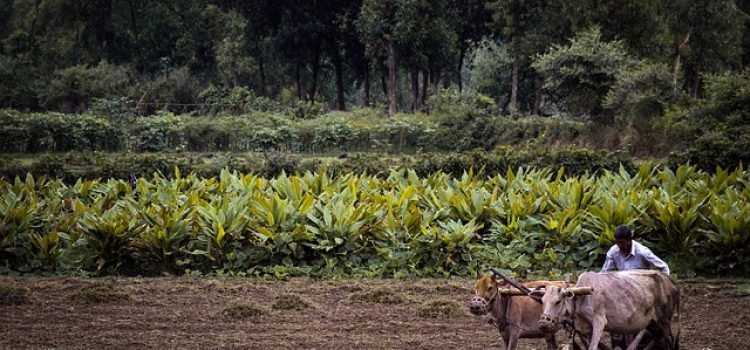 Bihar to Launch Upgraded Market Yards for Farmers Separate Sections for Grains, Fruits, and Fish