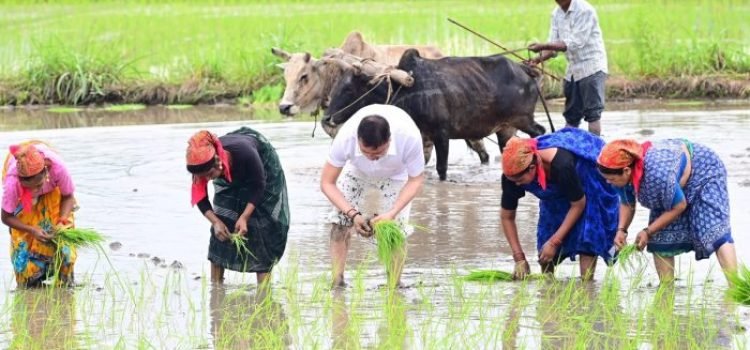 CM Dhami Turns Farmer, Ploughs Field with Oxen and Plants Paddy
