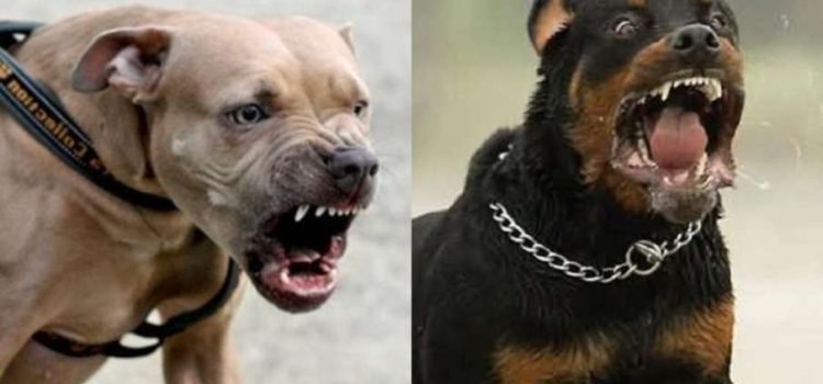 Ghaziabad-Authority-Ban-Dogs