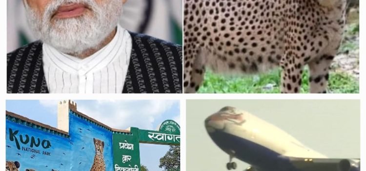 India-Welcome-8-cheetah-on-PM-Modi-Birthday