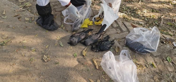 Bird Flue confirmed in Bihar's Jehanabad