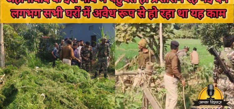 Jehanabad: Many Ganja Trees recovered as Police raided Ghoshi's Belai Village