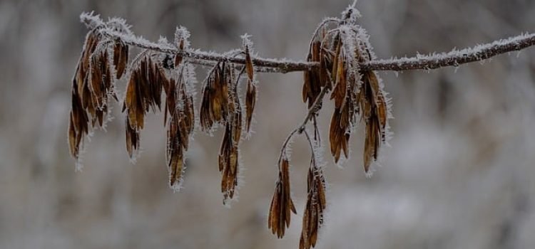 Severe Cold to Return After Brief Warm Spell in North India