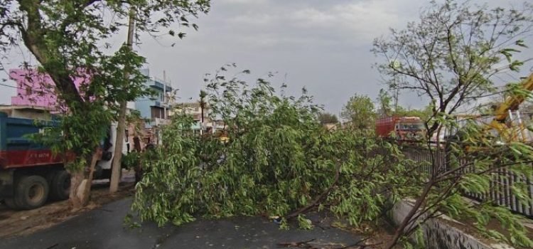 Stormy Rains Hit Jehanabad Tree Falls on NH-83, Farmers on Alert After Weather Shift