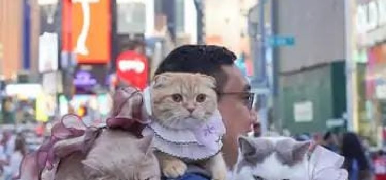 Viral News Internet in Awe at Cats Traveling the World With Owners