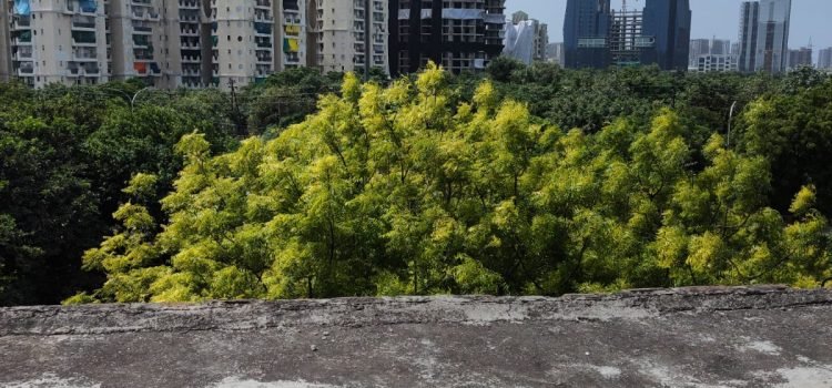 Noida Supertech Twin Towers Demolition: पलक झपकते आज दोपहर 2:30 बजे ढेर हो जायेगी नोएडा स्थित ट्विन टावर,जाने क्यों किया जा रहा है इसे ध्वस्त