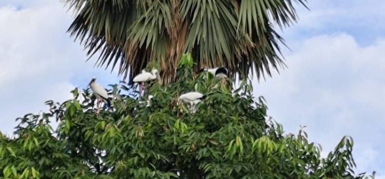 Siberian Birds Arrive in Jehanabad Stunning Photos & Videos Inside