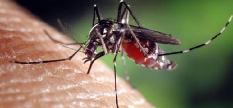 Dengue1