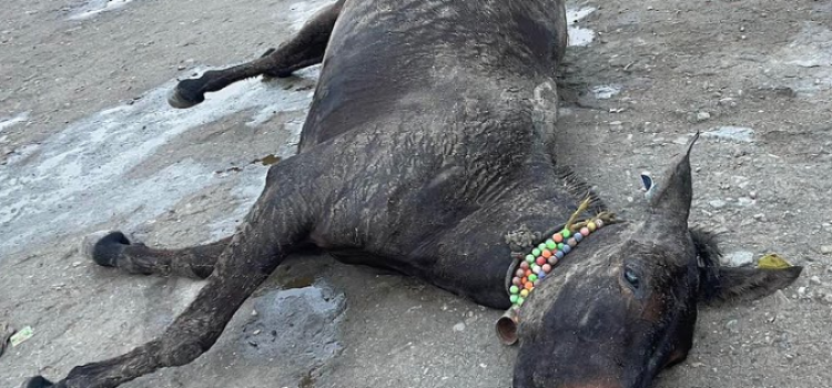 Mysterious Deaths of 14 Horses and Mules in Kedarnath Spark Concern, Central Team Investigates