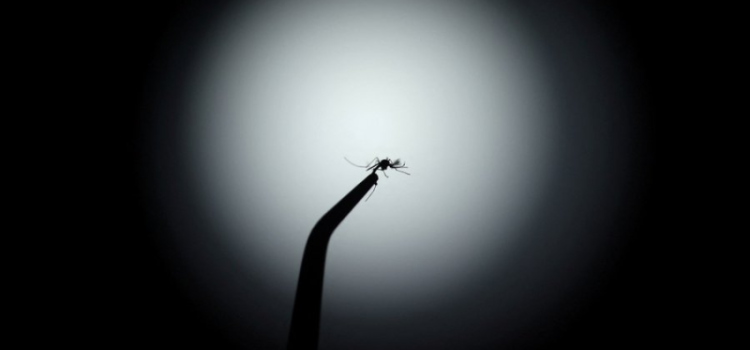 Dengue in Patna: 624 Cases, 8 Wards Hotspot, 375 Teams Deployed