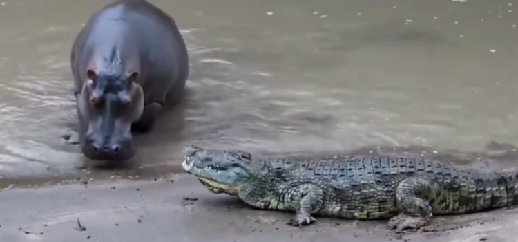 Viral Video: Crocodile Challenges Hippo, Instantly Regrets It!