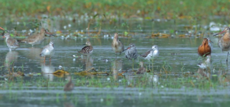 Jagatpur Lake: Bihar’s New Emerging Tourist Spot