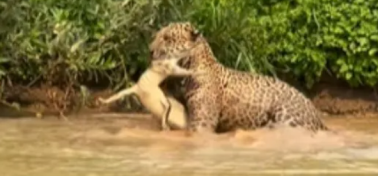 Crocodile Was Busy Eating Fish, But What the Jaguar Did Next Will Shock You!