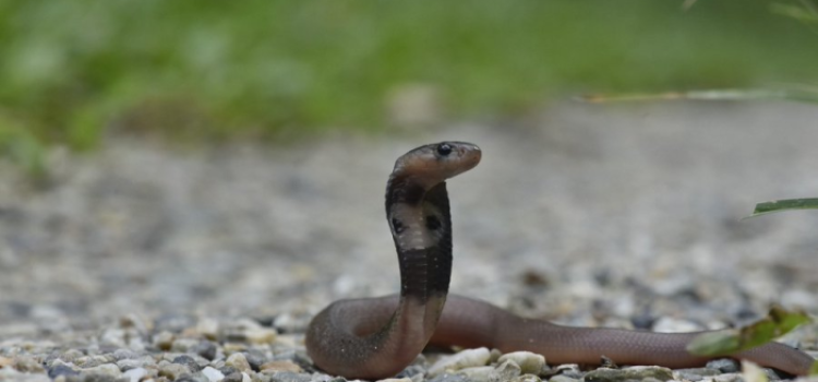 Cobra Worship in Bihar: Faith or Natural Behavior?
