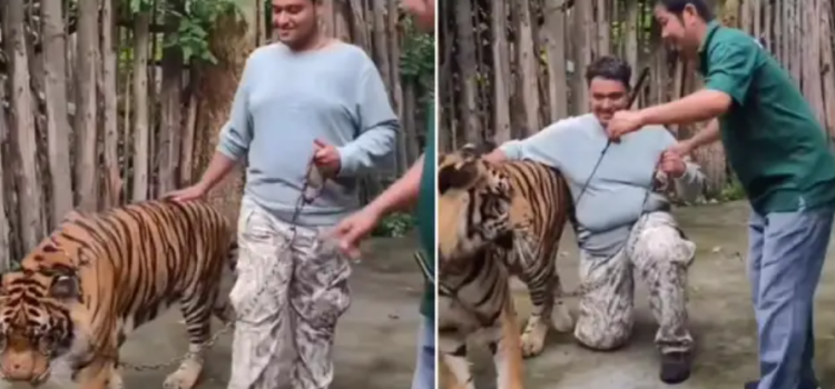 Tiger Selfie Turns Deadly: Viral Attack in Thailand