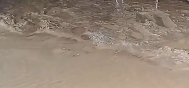 Heavy Rain Havoc Across North India