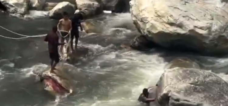 Viral Video: Tourist Risks Life for Selfie in Himachal, Rescued from River