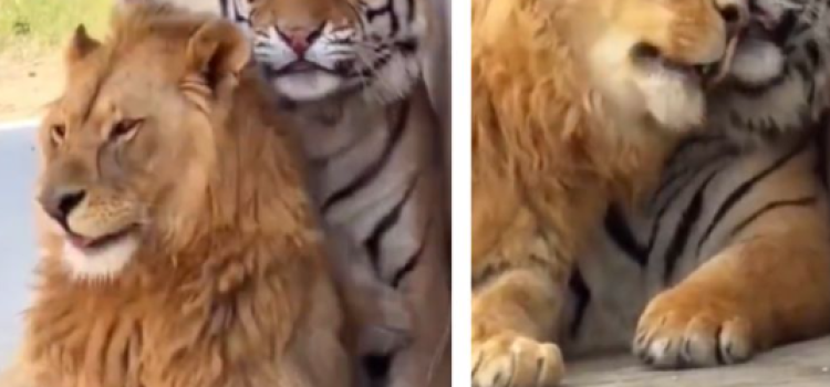Viral Video: Two Jungle Predators Turn Best Friends, Netizens Call It a Nature’s Miracle!
