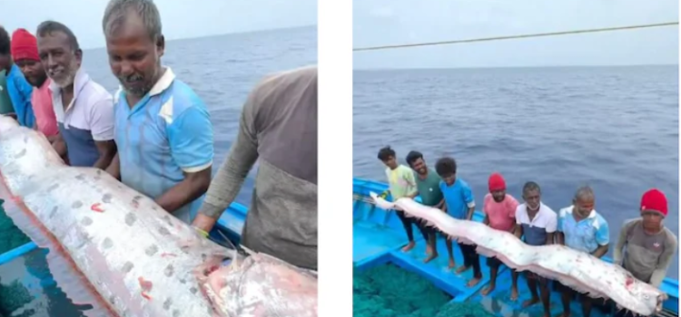 Doomsday Fish Found in Tamil Nadu, Sparks Panic