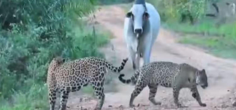 Wild Animal Video: Jaguar and Bull Collide in the Jungle – What Followed Was Unbelievable | Watch the Real Footage