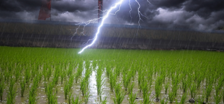 Banka Lightning Strike: 6 Dead During Paddy Plantation